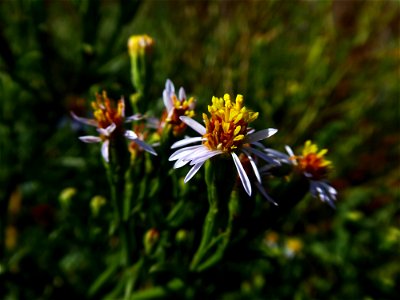 Tripolium pannonicum (Jacq.) Dobrocz., 1962