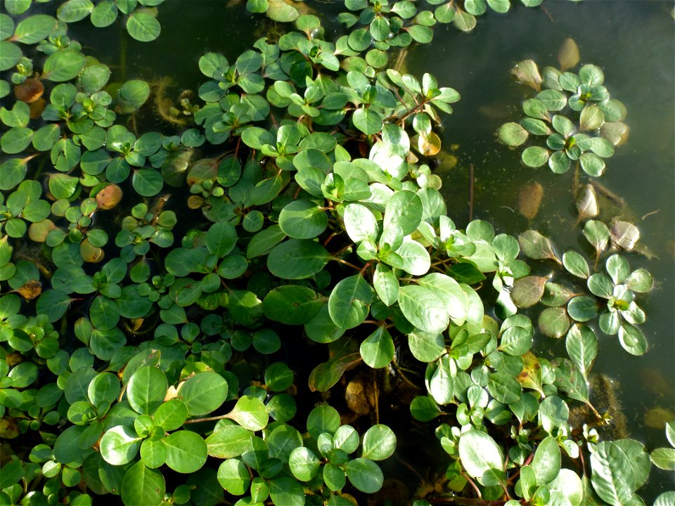 Ludwigia peploides (Kunth) P.H.Raven, 1964
