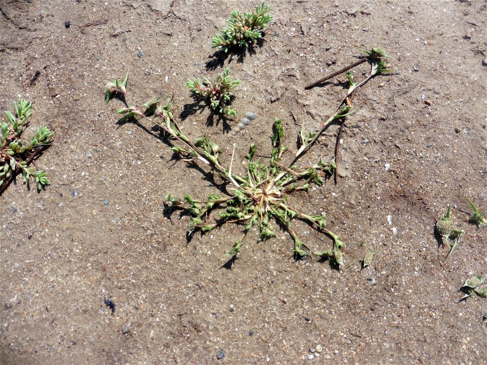 Crypsis aculeata (L.) Aiton, 1789