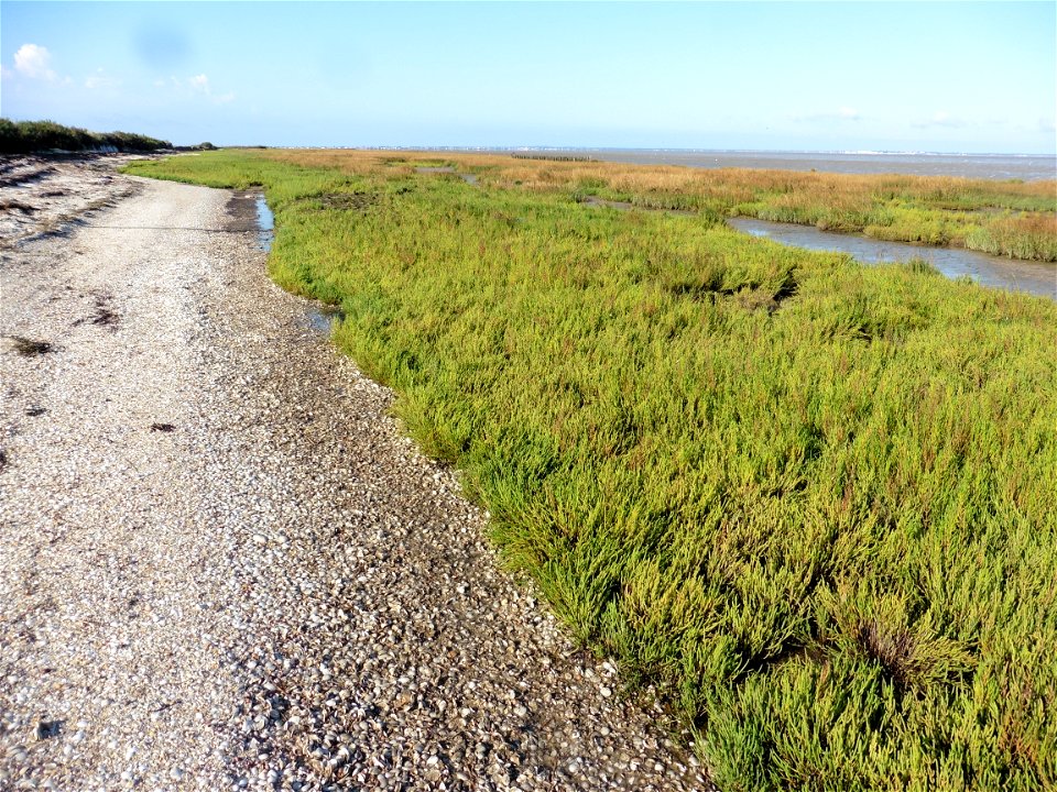 Littoral charentais, Oléron, Moëze