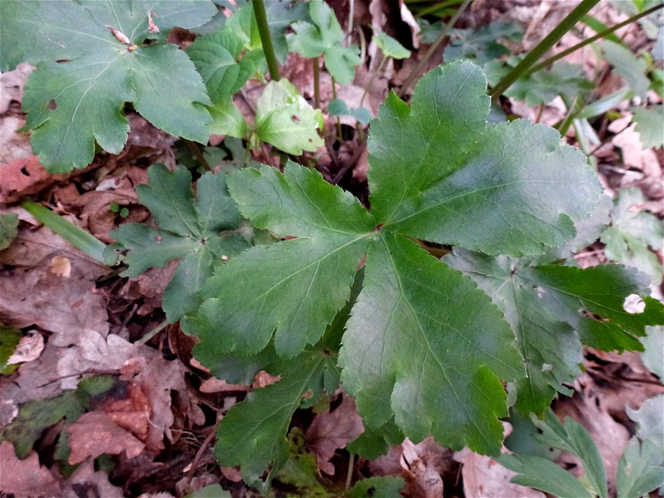 Sanicula europaea L., 1753