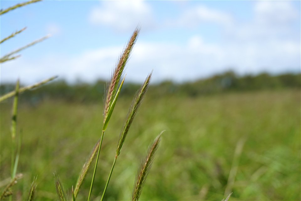 Hordeum secalinum Schreb., 1771