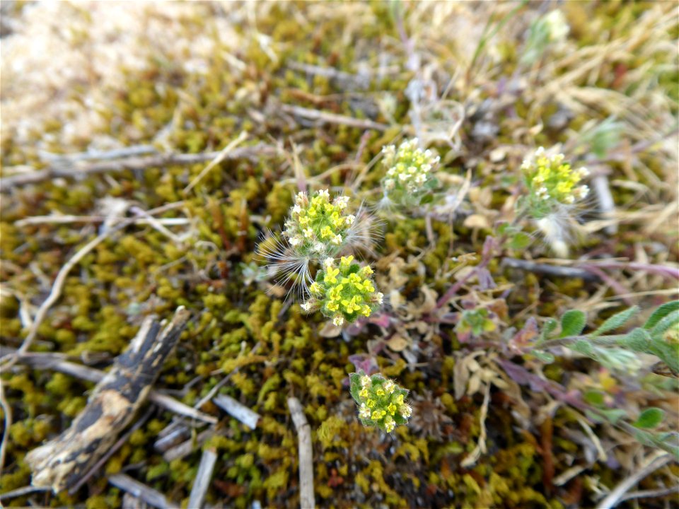 Alyssum simplex Rudolphi, 1799
