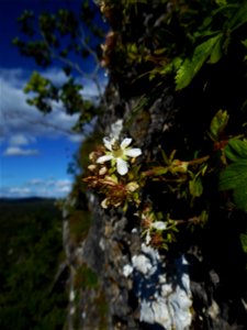 Potentilla caulescens subsp. petiolulata (Gaudin) Nyman, 1878