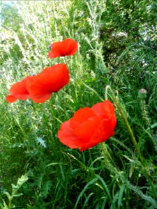 Papaver rhoeas L., 1753
