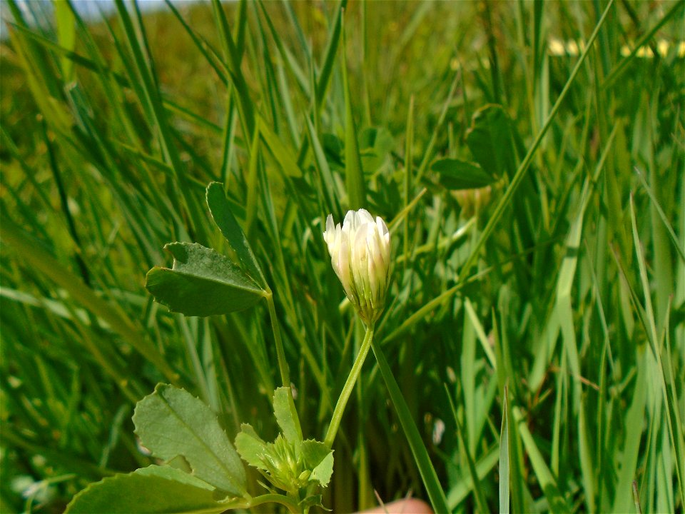 Trifolium michelianum Savi, 1798