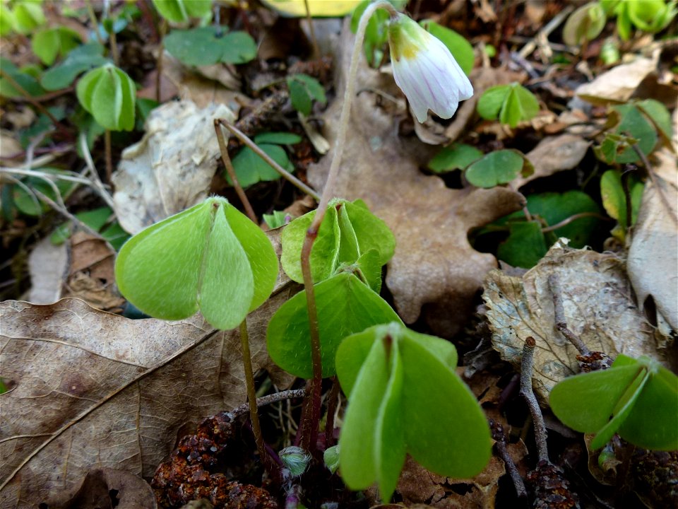 Oxalis acetosella L., 1753