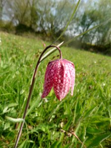 Fritillaria meleagris L., 1753