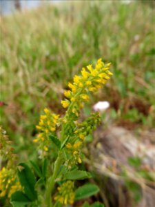 Melilotus indicus (L.) All., 1785