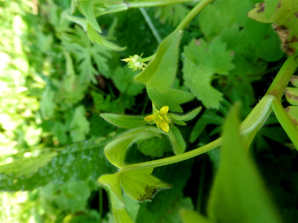 Ranunculus parviflorus L., 1758