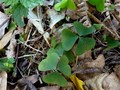 Oxalis acetosella L., 1753
