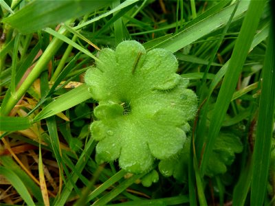 Saxifraga granulata L., 1753 photo