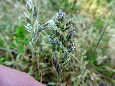 Poa bulbosa L., 1753