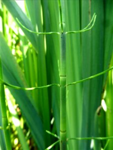Equisetum fluviatile L., 1753