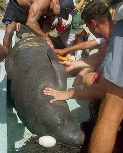 Labor Trichechus manatus 
