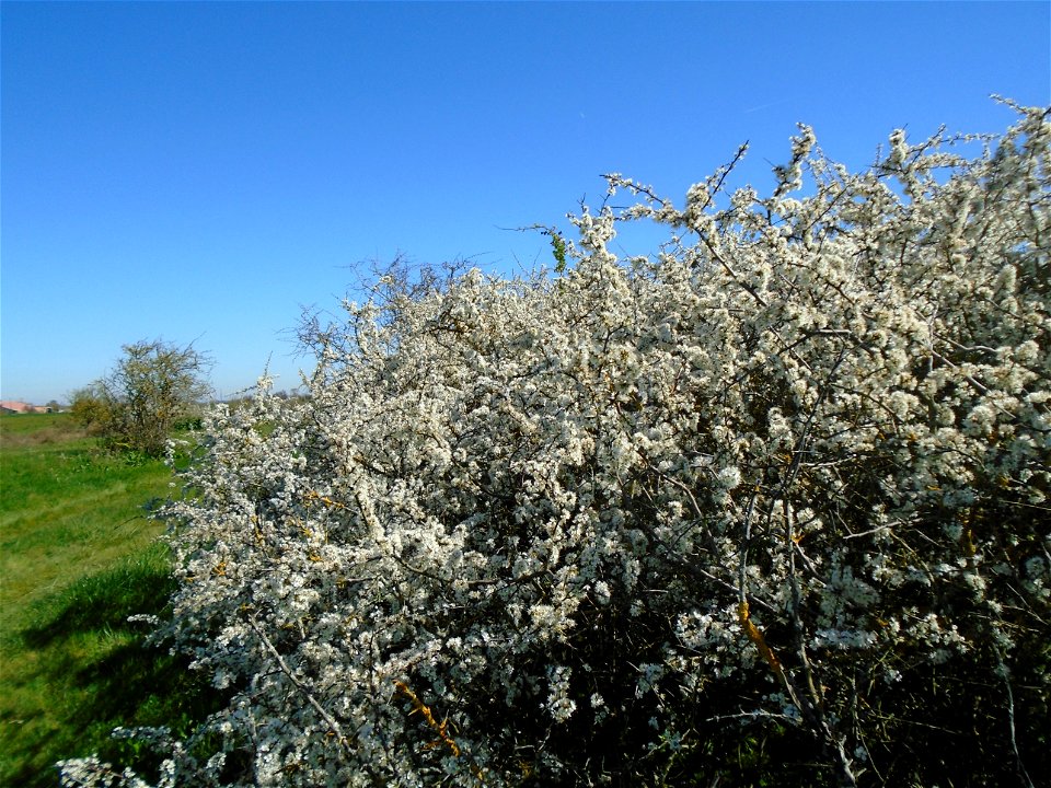 Prunus spinosa L., 1753