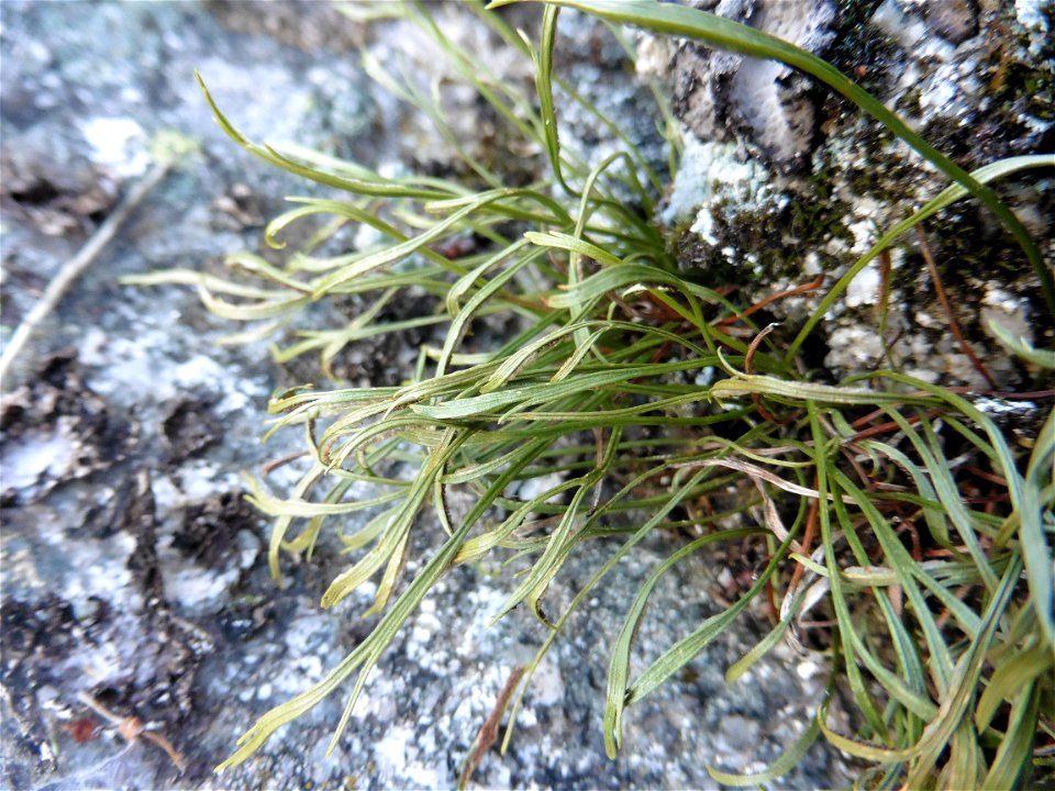 Asplenium septentrionale (L.) Hoffm., 1796