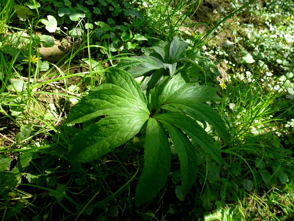 Helleborus viridis L., 1753