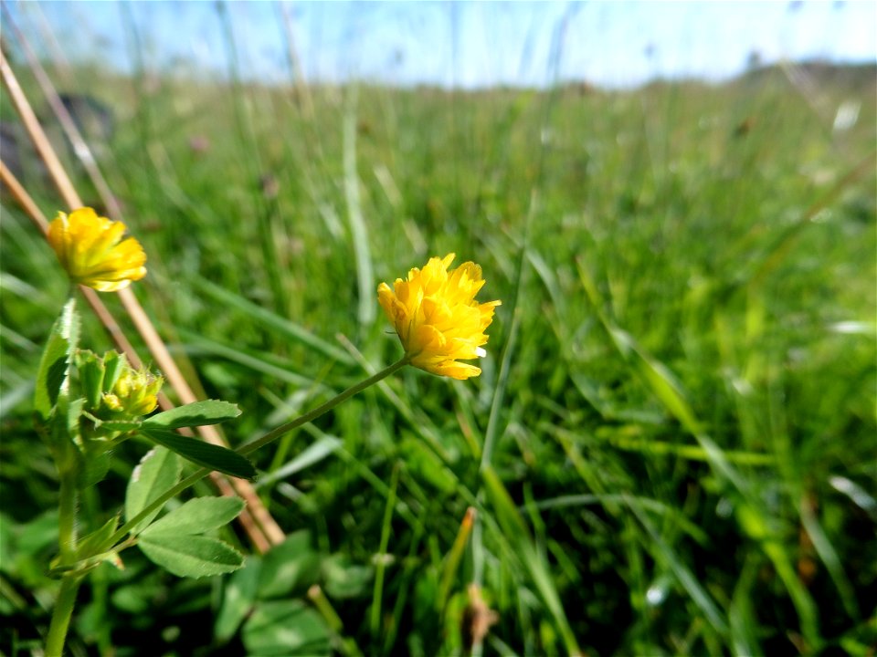 Trifolium patens Schreb., 1804