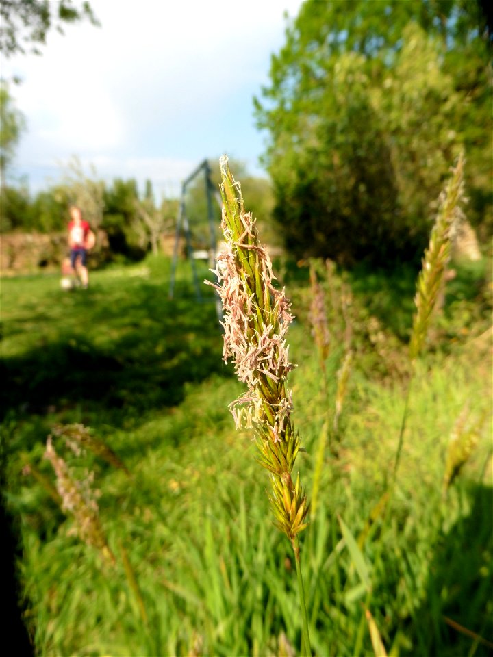 Anthoxanthum odoratum L., 1753