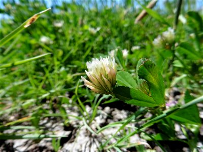 Trifolium michelianum Savi, 1798