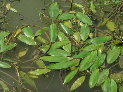 Potamogeton nodosus Poir., 1816