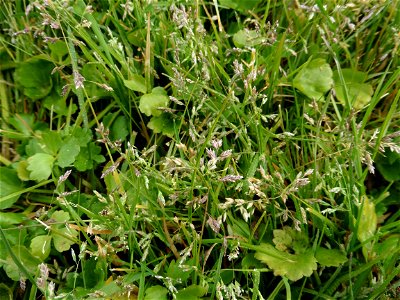 Poa annua L., 1753
