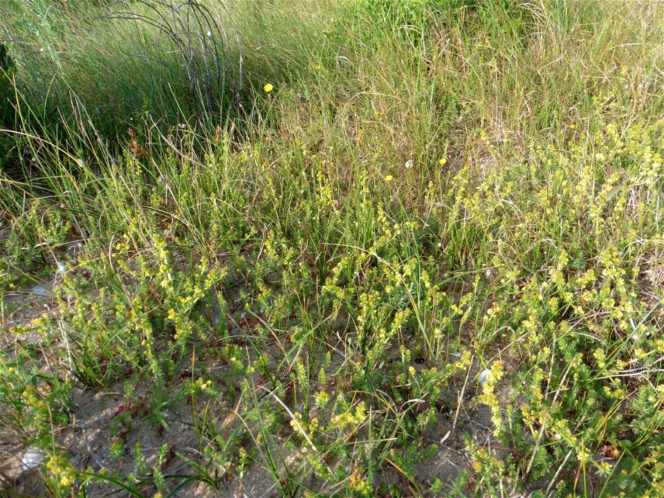 Galium arenarium Loisel., 1806