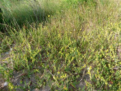Galium arenarium Loisel., 1806