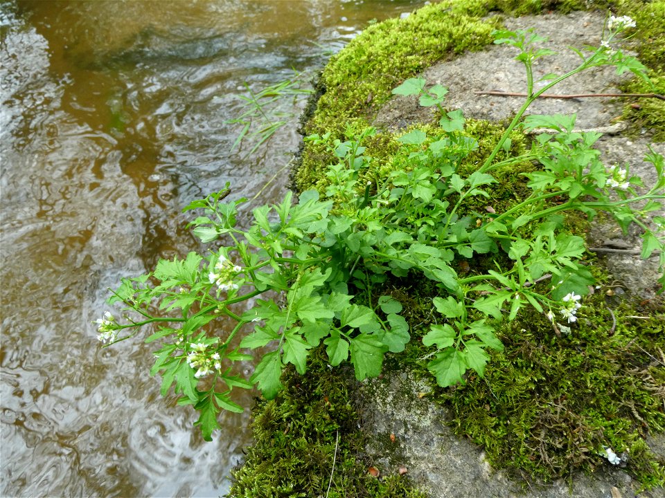 Cardamine flexuosa With., 1796