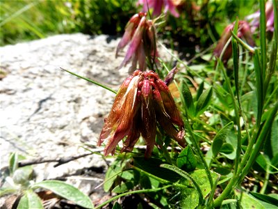 Trifolium alpinum L., 1753