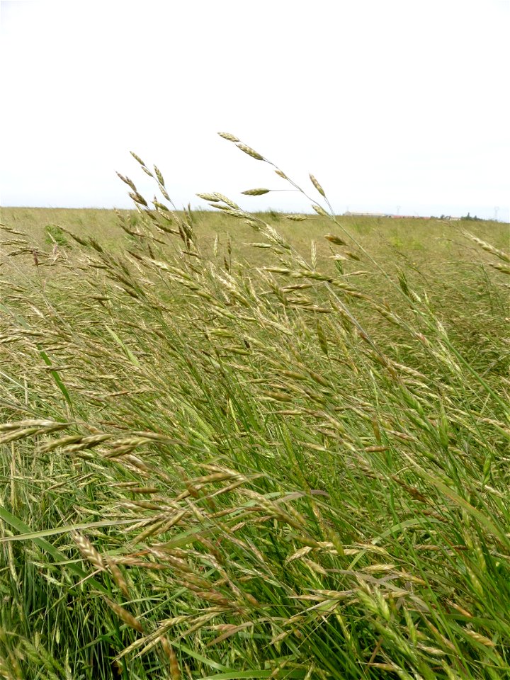Bromus racemosus L., 1762