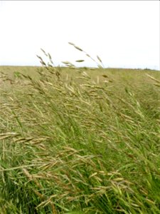 Bromus racemosus L., 1762