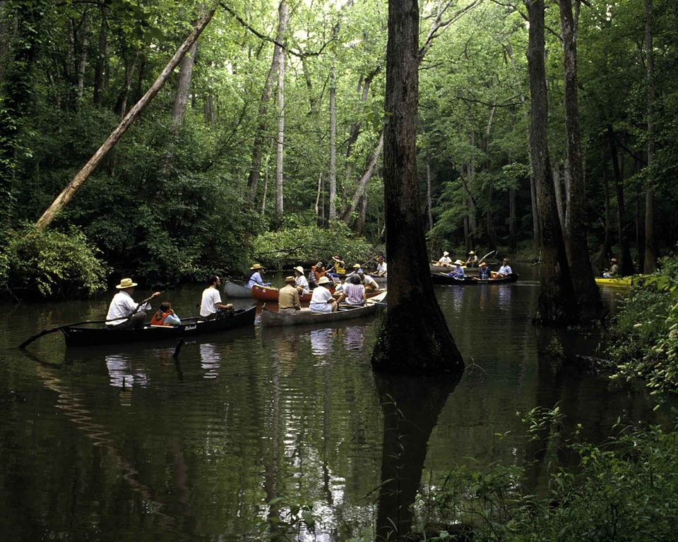Aquatic marsh region