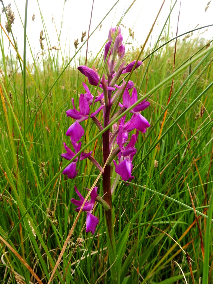 Anacamptis laxiflora (Lam.) R.M.Bateman, Pridgeon & M.W.Chase, 1997