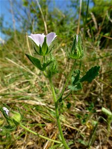 Malva setigera Spenn., 1829