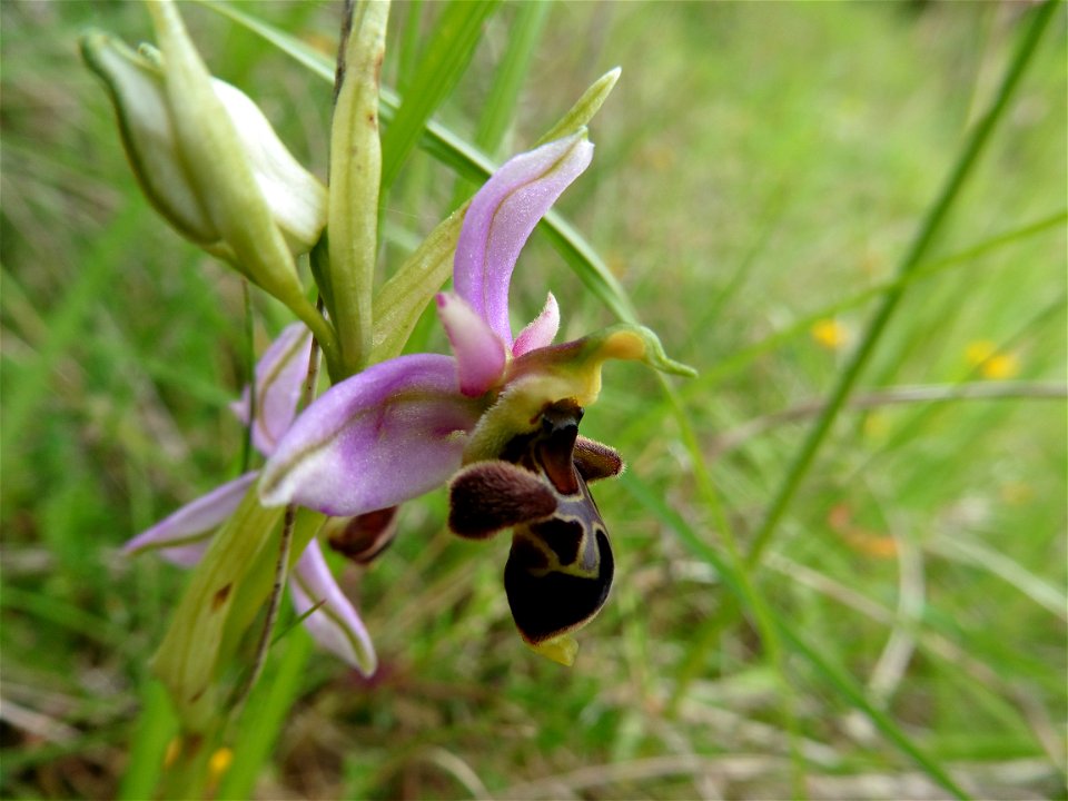 Ophrys scolopax Cav., 1793
