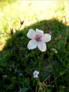 Linum suffruticosum subsp. appressum (Caball.) Rivas Mart., 1978