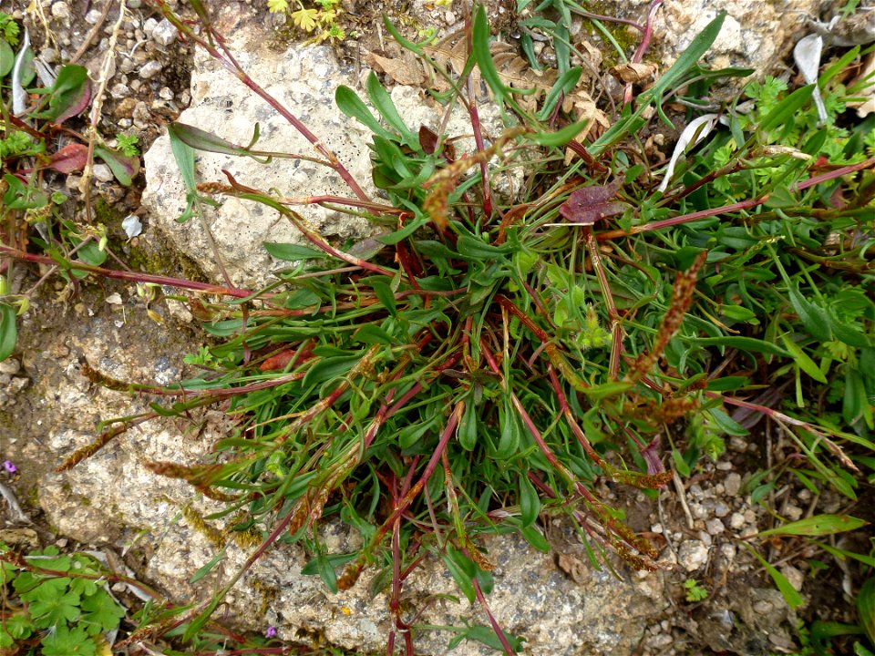 Rumex acetosella L., 1753