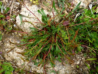 Rumex acetosella L., 1753