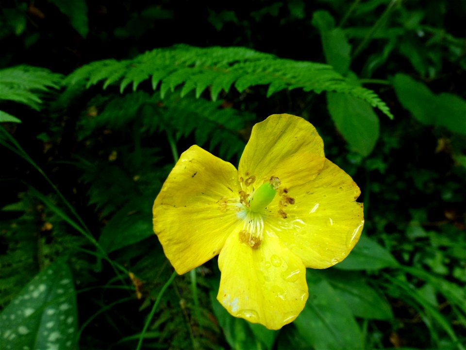 Papaver cambricum L., 1753