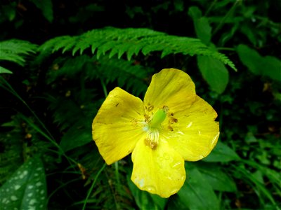 Papaver cambricum L., 1753