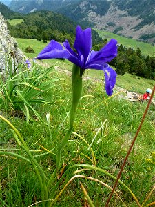 Iris latifolia (Mill.) Voss, 1895