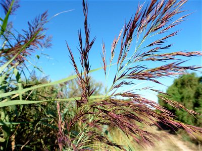 Phragmites australis (Cav.) Trin. ex Steud., 1840