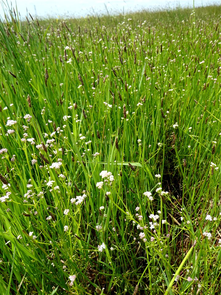 Galium debile Desv., 1818