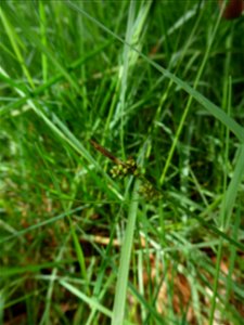 Carex caryophyllea Latourr., 1785