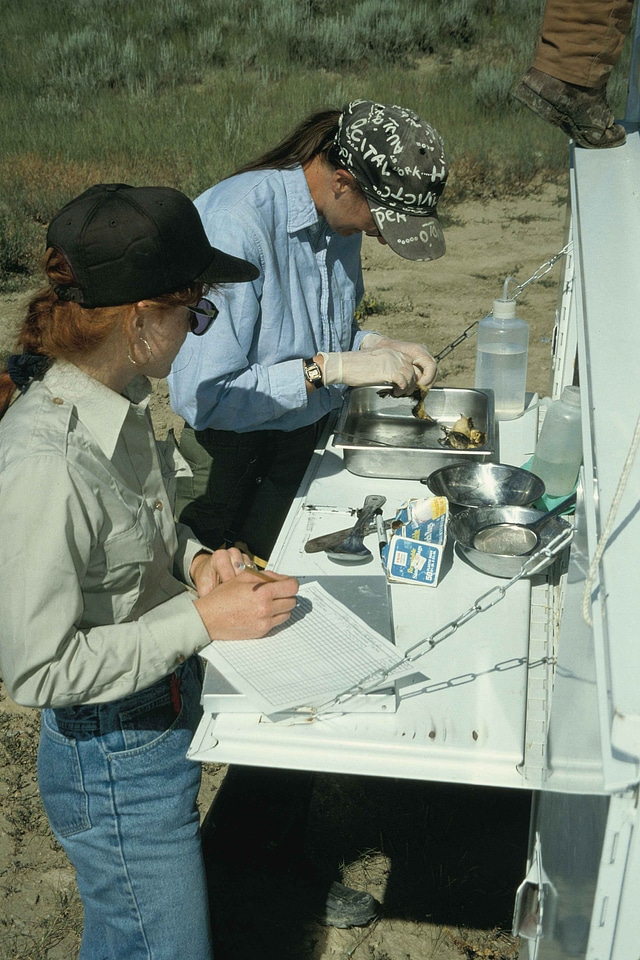 Goose processing study