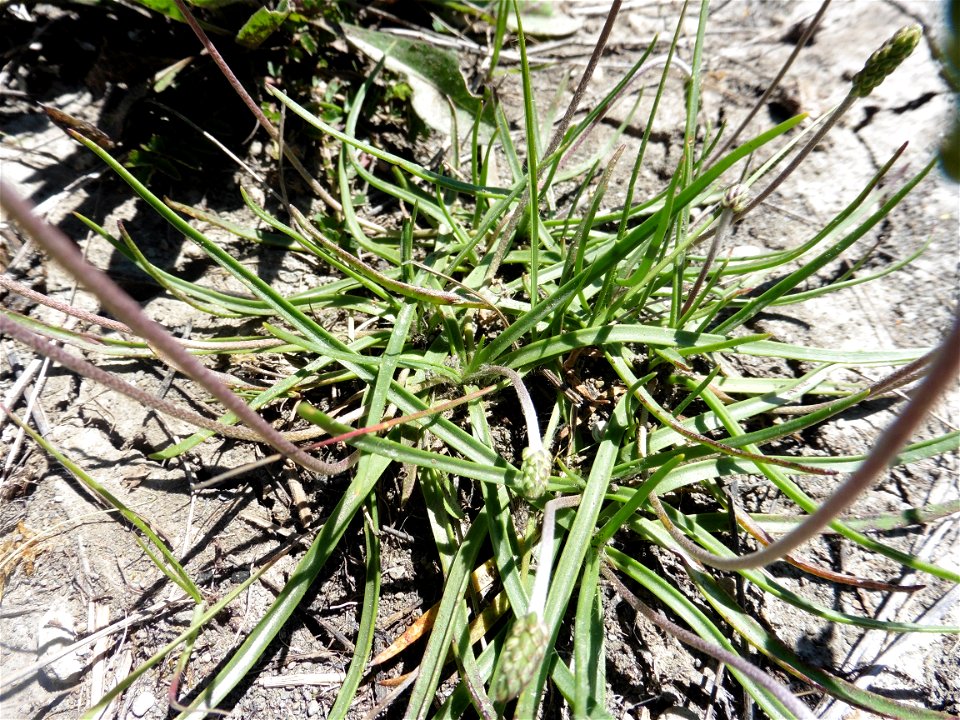 Plantago capitellata Ramond ex DC., 1805