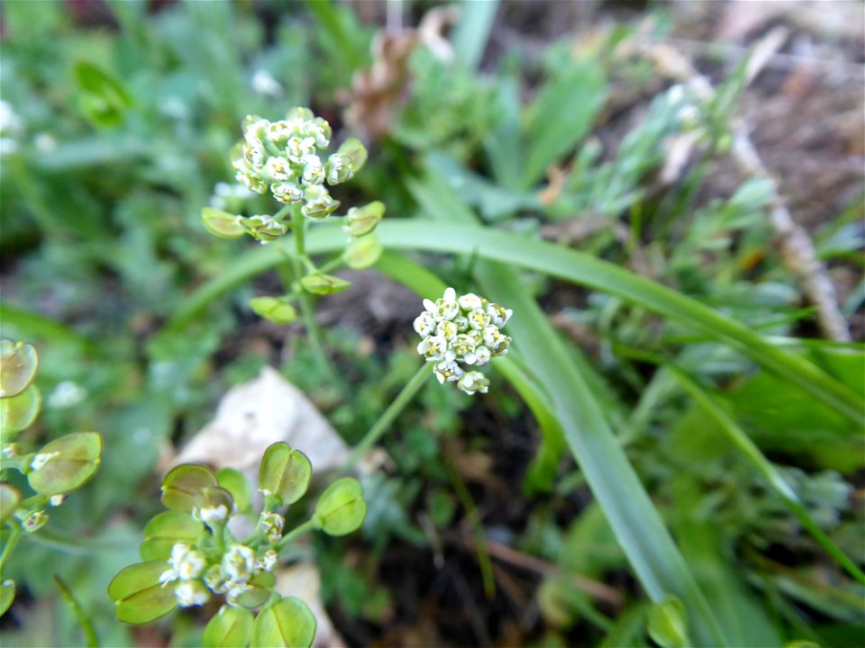Teesdalia nudicaulis (L.) W.T.Aiton, 1812