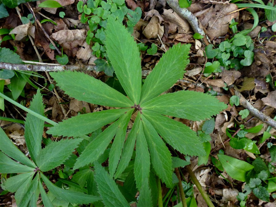 Helleborus viridis L., 1753